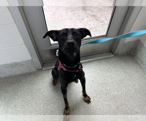 Doberman Pinscher Dogs for adoption in Fort Collins, CO, USA