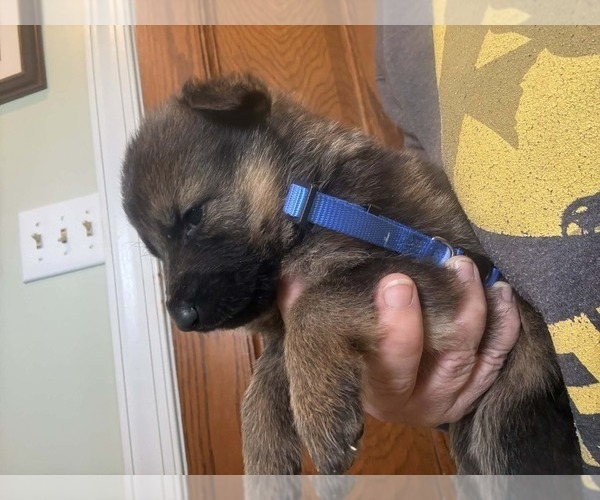 Medium Photo #3 German Shepherd Dog Puppy For Sale in NEWVILLE, PA, USA