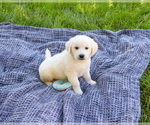 Small #5 English Cream Golden Retriever