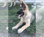 Small Photo #10 German Shepherd Dog Puppy For Sale in BLMGTN, IN, USA