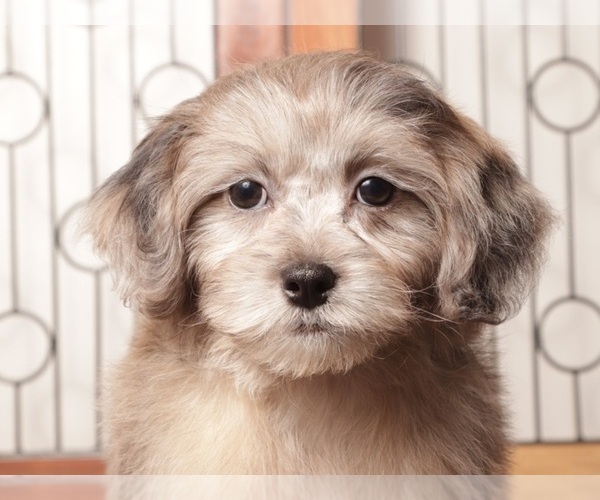 Medium Photo #2 ShihPoo Puppy For Sale in NAPLES, FL, USA