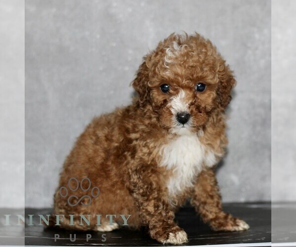 Medium Photo #1 Poodle (Miniature) Puppy For Sale in LEOLA, PA, USA