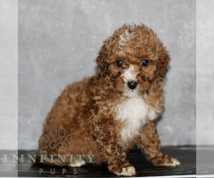 Poodle (Miniature) Puppy for sale in LEOLA, PA, USA
