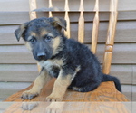 Puppy Annie German Shepherd Dog