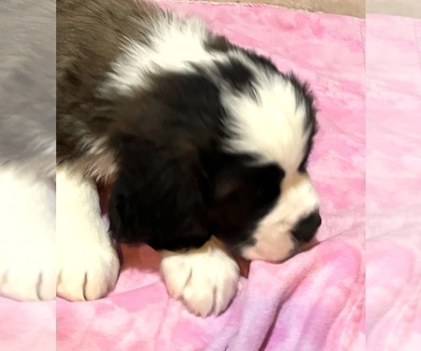 Medium Photo #5 Saint Bernard Puppy For Sale in COLORADO SPRINGS, CO, USA