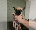 Puppy Puppy 1 French Bulldog