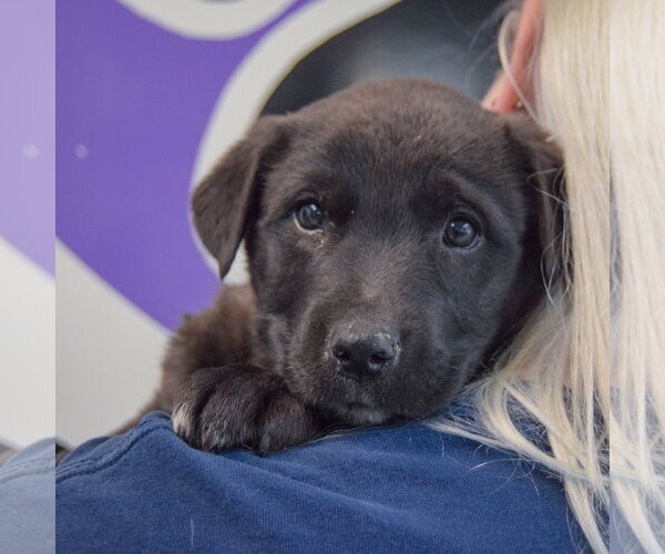 Medium Photo #4 Golden Retriever-Unknown Mix Puppy For Sale in Huntley, IL, USA