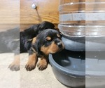 Small Photo #6 Rottweiler Puppy For Sale in NARVON, PA, USA