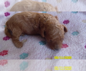 Poodle (Toy) Puppy for sale in DULUTH, GA, USA