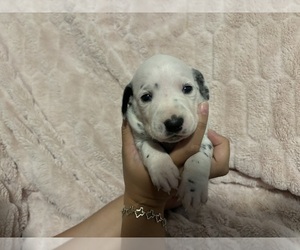 Dalmatian Puppy for sale in WYLIE, TX, USA