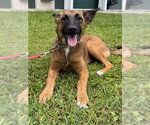 PENNY - Female German Shepherd Dog Dog for Adoption - Small photo