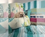 Small #8 French Bulldog
