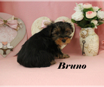 Small #16 Yorkshire Terrier