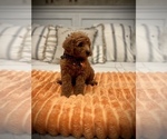 Small #10 Goldendoodle (Miniature)