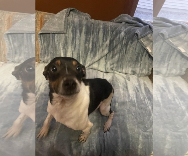 Medium Photo #5 Jack Russell Terrier-Unknown Mix Puppy For Sale in Sheboygan, WI, USA