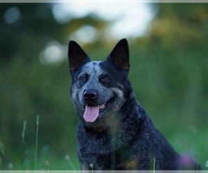 Mother of the Australian Cattle Dog puppies born on 09/13/2022
