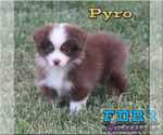 Puppy 4 Miniature Australian Shepherd