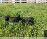 Small Photo #7 Wapoo Puppy For Sale in COLORADO SPGS, CO, USA