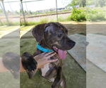 Small #3 American Pit Bull Terrier-Pointer Mix