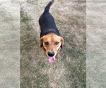 Small #2 Mutt