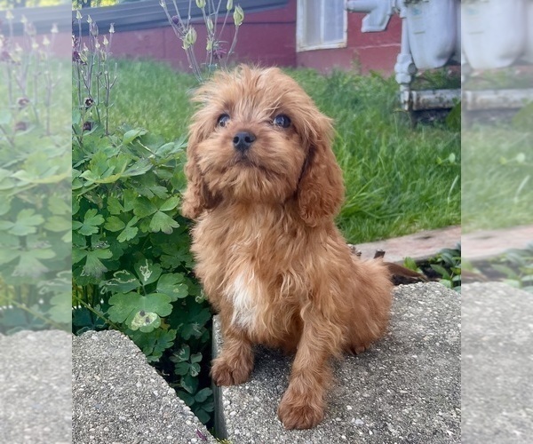 Medium Photo #5 Cavapoo (Miniature) Puppy For Sale in DUNDEE, OH, USA