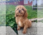 Small Photo #5 Cavapoo (Miniature) Puppy For Sale in DUNDEE, OH, USA