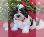 Small Photo #2 Zuchon Puppy For Sale in LANCASTER, PA, USA