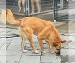 Small #10 Carolina Dog-German Shepherd Dog Mix