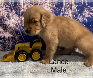 Golden Retriever Puppy for sale in AZLE, TX, USA