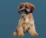 Small Photo #7 Cock-A-Tzu Puppy For Sale in SAN DIEGO, CA, USA