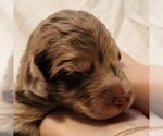 Small #2 F2 Aussiedoodle