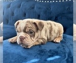 Small Photo #3 English Bulldog Puppy For Sale in CHATTANOOGA, TN, USA