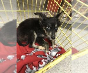 Australian Shepherd-Unknown Mix Dogs for adoption in Conroe, TX, USA