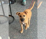 Small #3 Labrador Retriever Mix