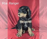 Puppy Ranger Bernedoodle