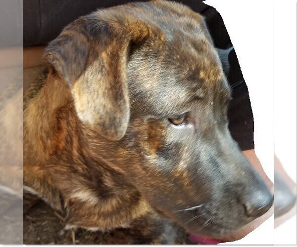 Medium Photo #14 Rottweiler-Unknown Mix Puppy For Sale in Spring, TX, USA