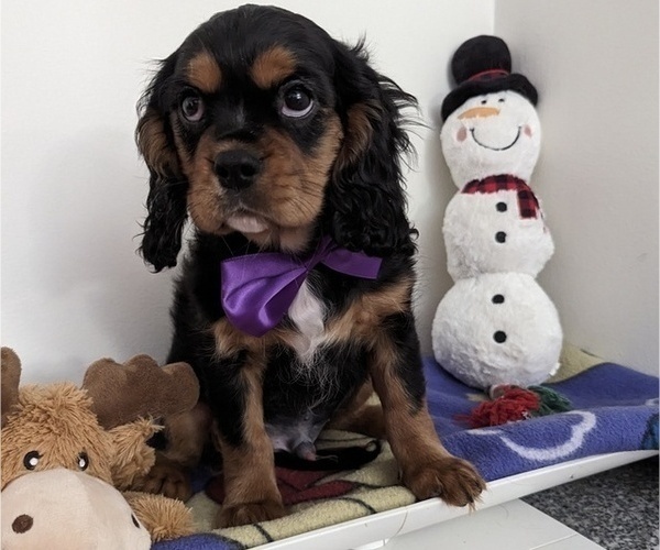 Medium Photo #6 Cavalier King Charles Spaniel Puppy For Sale in HOWLAND, OH, USA