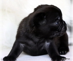 Small Photo #86 Pug Puppy For Sale in WINNSBORO, TX, USA