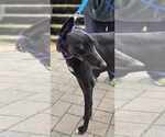 Small #1 Greyhound