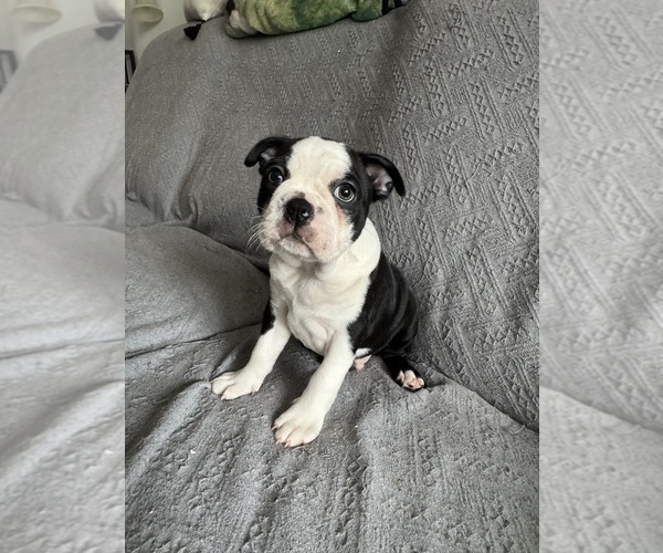 Medium Photo #1 Boston Terrier Puppy For Sale in BRIDGEWATER, NJ, USA