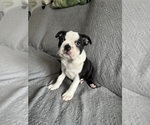 Puppy Diesel Boston Terrier