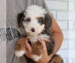 Silas - Male Bernedoodle (Miniature) Puppy for Sale - Photo #4