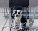Small Photo #4 Olde English Bulldogge Puppy For Sale in SAN FRANCISCO, CA, USA