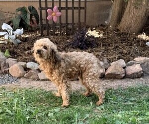 Mother of the Poodle (Miniature) puppies born on 04/16/2026