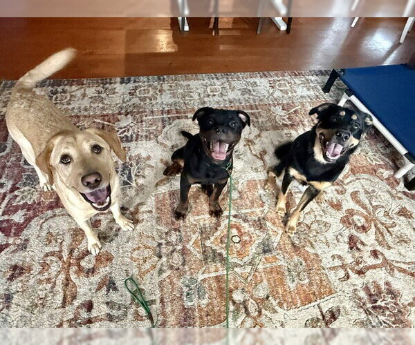 Medium Photo #8 Rottweiler Puppy For Sale in Mooresville, NC, USA