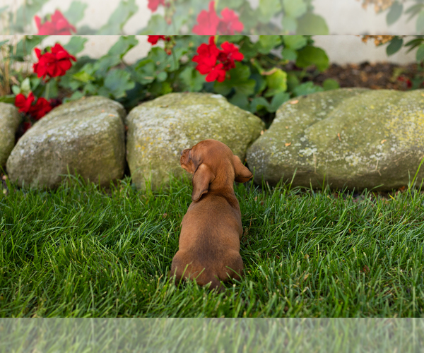 Medium Photo #4 Dachshund Puppy For Sale in MILLERSBURG, IN, USA