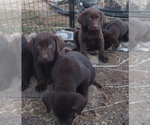 Small Photo #10 Labrador Retriever Puppy For Sale in BENTS FORT, CO, USA