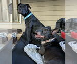 Small #2 American Pit Bull Terrier Mix