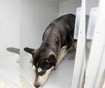 Small Siberian Husky Mix