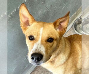 Mutt Dogs for adoption in Canton, CT, USA